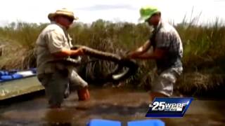 Huge python caught in Everglades
