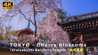 (4K) TOKYO Cherry Blossoms 2023 (Araiyakushi Temple) 東京の桜 穴場スポット（新井薬師）