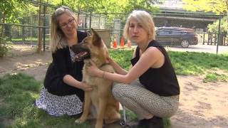 Video: Fall in Love Friday: Merry, 1.5-year-old dog