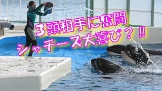 シャチーズ相手にトレーナさん大奮闘？‼、鴨川シーワールド、シャチ