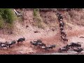 The Great Wildebeest Crossing Mara River - Aug 2019