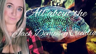 Jack Dempsey Cichlid! Male and Female differences, Tank size and Tank mates! #jackdempseycichlid