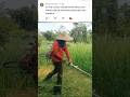 Tes Potong rumput ilalang Pakai senar