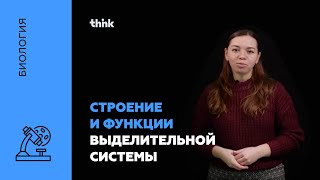 Строение и функции выделительной системы | Биология