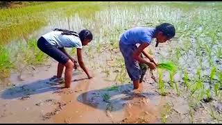 పొలం నాటు వేస్తూ లక్కీ, మిల్కీ..👌💞#trending #viral video