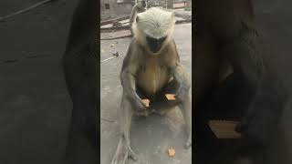 monkey video || bandar #monkies #monkey #animals #monkeycartoon #bandar