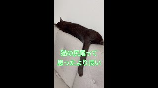 猫の尻尾って思ったより長い#Shorts