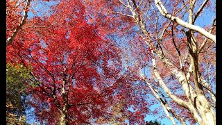 紅葉真っ盛り鳥居観音(埼玉県飯能市） ‐ Clipchampで作成