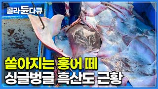 한국만 사먹어도 해마다 천정부지? 잇따르는 호재에 입꼬리 안내려가는 흑산도 어부들┃흑산도 홍어잡이┃한국기행┃#골라듄다큐