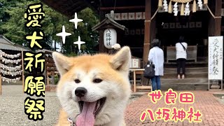 【秋田犬なな】群馬県太田市 八坂神社 戌の日 秋田犬の日 #スマホで概要欄見る方法 #ハッピーフェイス秋田犬なな