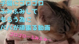 子猫にお腹の上でゴロゴロふみふみしてもらえる様にパパが頑張る動画【ママには毎日してるのになぜ〜(T ^ T)】