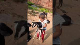 October 25, 2021 goat bakri video | bakri ke bacche ka video | bakri ka baccha #shorts #goatbaby