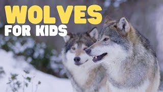 Wolves for Kids | Learn fun facts about this unique mammal