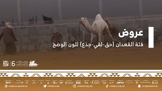 عروض فئة القعدان (حق-لقي-جذع) للون الوضح ضمن مسابقات #مهرجان_الملك_عبدالعزيز_للإبل6