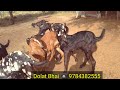 बीटल नस्ल कि टॉप क्वॉलिटी बकरिया bittale goat farming bakri palan bittale pragnant female बकरी