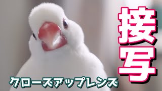 文鳥に接近する方法　Java sparrow　MARUMI カメラ用フィルター クローズアップレンズ  近接撮影用