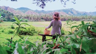 AFTERNOON WALK after the heavy rain / #Countryside #Philippines / #silentvlog / #her86m2  inspired