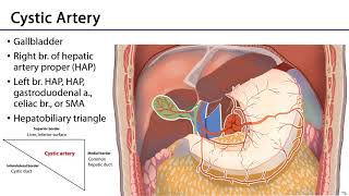 Cystic Artery -  M1 S10 Stomach, Liver, and Spleen