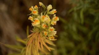 Montana's Noxious Weeds: Yellow Toadflax