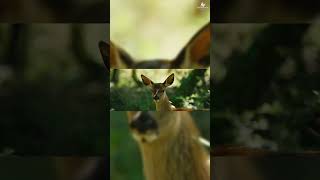 🎬 Bambi: una vida en el bosque (2024) 🌿🦌 - 🎥 Pelicula 🍿 Cine 📺 - 🎭 Español 🌟🎬 - 📖 Guia Trailer 🔎