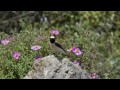 black eared wheatears oenanthe hispanica