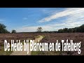 De Heide bij Blaricum en de Tafelberg