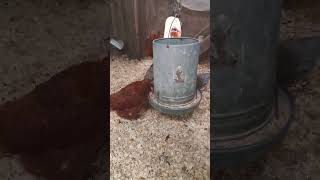 Getting Ready for Winter: Chicken Coop \u0026 Run Maintenance Guide 🛠️🐓