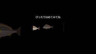 何て名前の魚でしょうか？（イカが好物）答えは説明に書いてあるよ