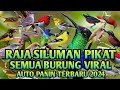 SUARA RAJA PIKAT SEMUA JENIS BURUNG TERBARU 2024 DI JAMIN DAPAT BANYAK ( #pikatburungproduction )