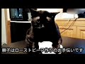 【猫】ローストビーフの保温調理をお手伝いする頼子【ショート動画】