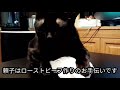 【猫】ローストビーフの保温調理をお手伝いする頼子【ショート動画】