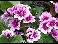 Best Perennials for Sun - Malva Zebrina (French Mallow)