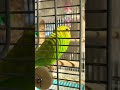 ぽんず日なたぼっこ中 *´∀｀* 　 セキセイインコ