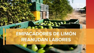 Con blindaje en Tianguis Limonero, empacadoras de Apatzingán retoman labores este lunes