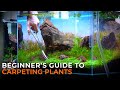 THE ULTIMATE AQUARIUM CARPET GUIDE | How to Grow, Maintain, & Trim Aquarium Carpeting Plants