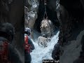 trapped in ice the daring rescue of a snow leopard family in the himalayas