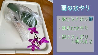 2023年8月6日　【水やり】　3種類の簡単な水やり　ガサガサに乾いた株にしっかり水やりします　満天紅