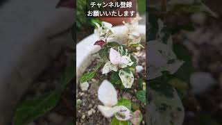 寄せ植えにオススメのカラーリーフ