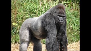 My Gorilla Family