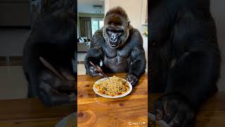 Gorillas eat fried noodles like humans. #gorilla #cute #animals#funny #shorts #love