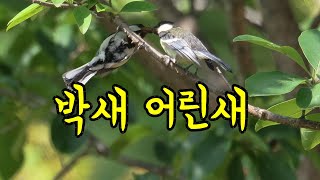 6월, 박새어린새와 참새어린새들ㅣEastern Great Tit, Eurasian Tree Sparrow