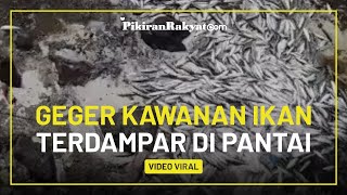 Geger Kawanan Ikan Kecil Terdampar di Pantai Mutiara, BMKG Singgung Fenomena Tak Kasat Mata