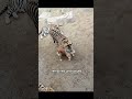 shorts shortsvideo animals animalshorts cuteanimals rescue healing animalrescue cute