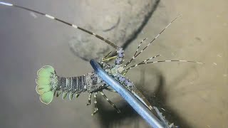 Diving for seafood, what did you catch today？ | Part 9