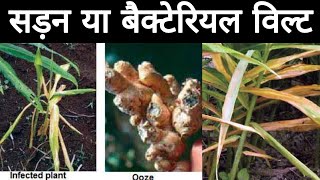 बैक्टीरियल विल्ट क्या है। अदरक में लगने से कैसे रोके|| bacterial wilt in Ginger||how to control wilt