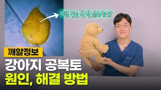 강아지 공복토 원인과 해결 방법(ft. 노란토, 하얀거품토)