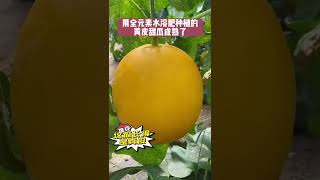 用全元素水溶肥种植甜瓜，不缺素不黄叶，糖度高！施肥简单成本低#农业种植技术 #农技推广 #农业科技 #蔬菜种植技术 #农业技术推广