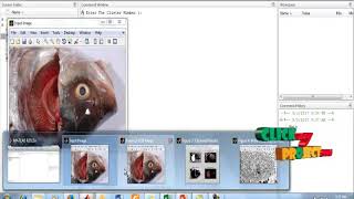 An Efficient Image Processing Based Method for Gills Segmentation | Final year project 2016-2017