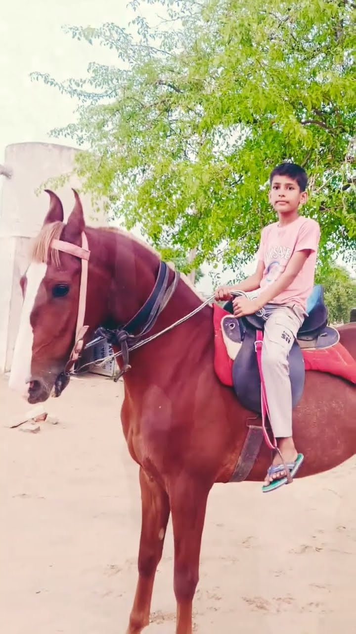 Horse Riding Youtube