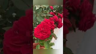 #jeans movie song#beautiful flowers#music#subscribe